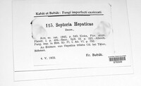 Septoria hepaticae image